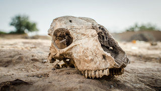 The Future Happened 56 Million Years Ago